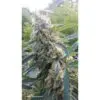 9f8225 Mv2