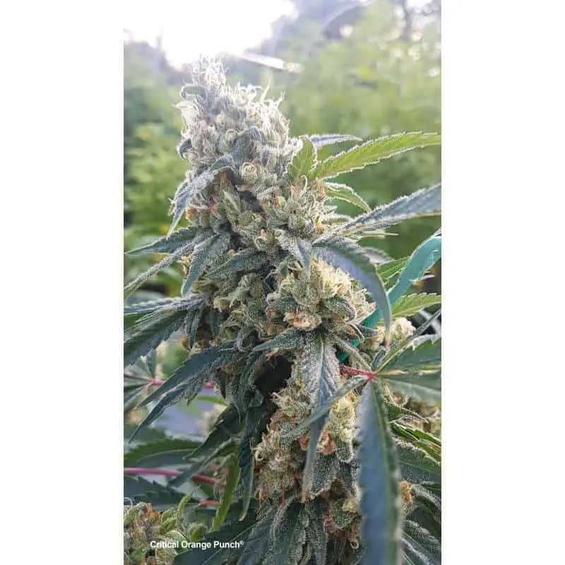 Critical Orange Punch