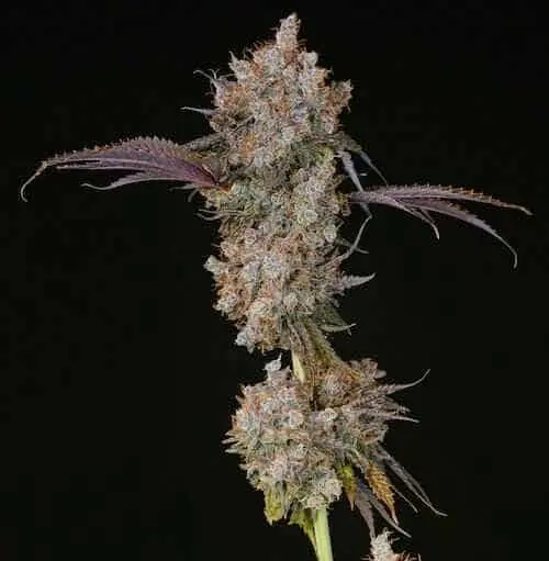 Xxx | Ethos Genetics | FEM Photoperiod Seeds