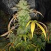 JINXPROOF GENETICS - HELL ON WHEELS STRAIN - REG PHOTO - 12 PACK - Image 2