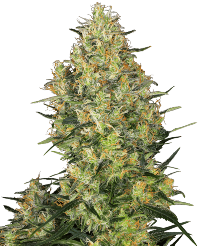 Cannabis image