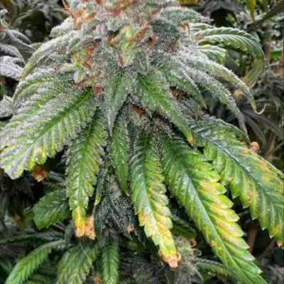 MOSCA SEEDS - SUPREME PLANET STRAIN - FEM PHOTO - 6 PACK