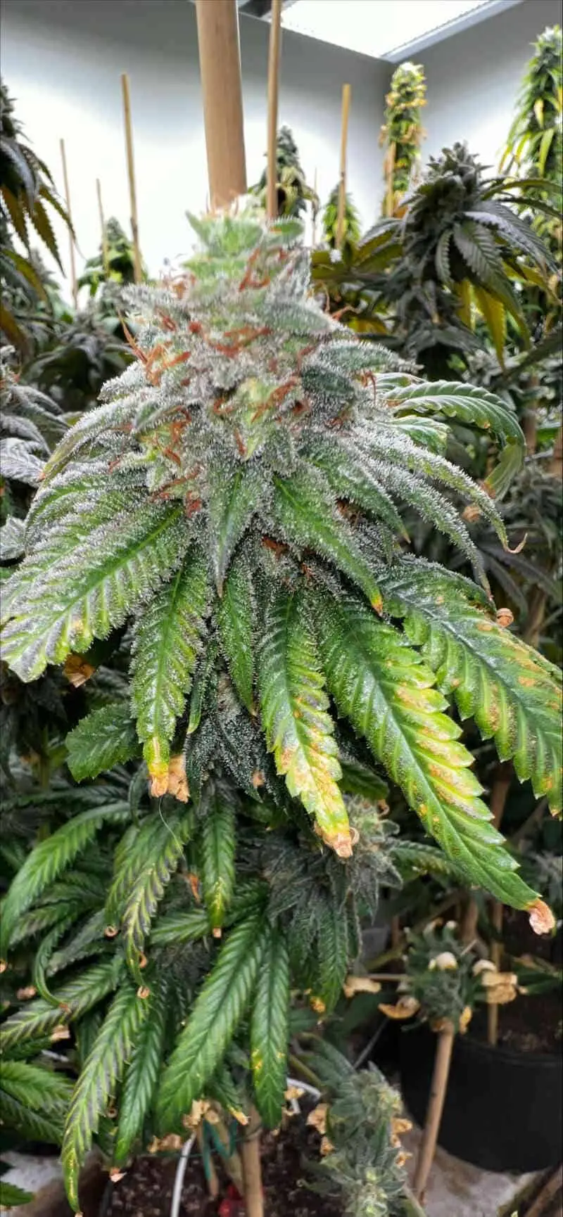 MOSCA SEEDS - LAVA CAKE S1 STRAIN - FEM PHOTO