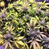 JINXPROOF - KUSH CREAM DREAM STRAIN - REG PHOTO - 12 PACK - Image 3