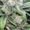 MOSCA SEEDS/TIKI MADMAN - ICE PIE x RASPBERRY BOOGIE STRAIN - FEM PHOTO - 6 PACK - Image 4