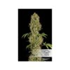 DUTCH PASSION - JORGE'S DIAMONDS #1 - FEM PHOTO - Image 3