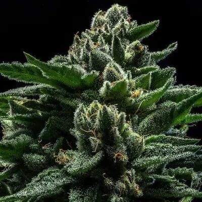 RIPPER SEEDS - DO-G STRAIN -  FEM PHOTO