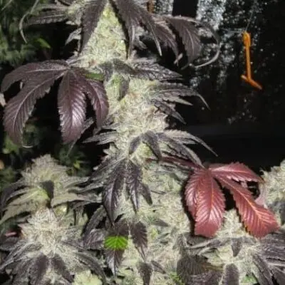 Black Kush | Cali Connection | FEM Photoperiod Seeds