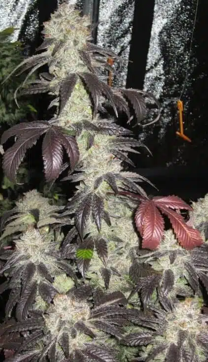 Black Kush | Cali Connection | FEM Photoperiod Seeds
