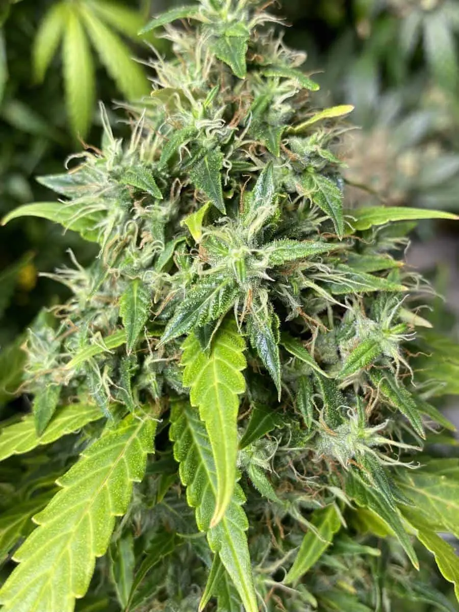 TASTEBUDZ – LEMON MERINGUE STRAIN – AUTO FEM