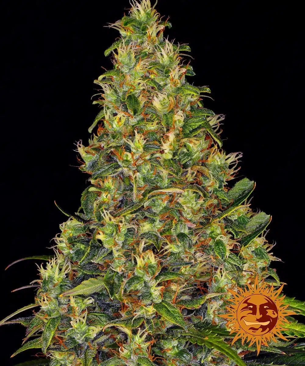 Amnesia Haze Auto | Barney's Farm | FEM Autoflower Seeds