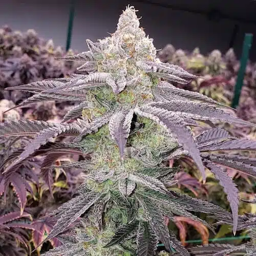 Colin OG RBX | Ethos Genetics | FEM Photoperiod Seeds