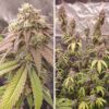 DUTCH PASSION - SKYWALKER HAZE - FEM PHOTO - Image 4