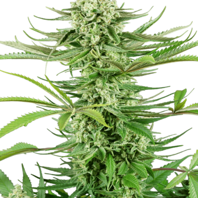 Image of a cannabis plant