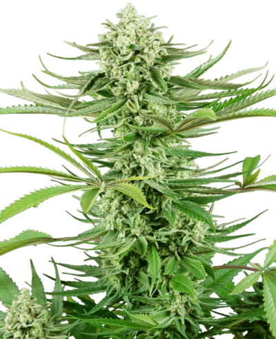 Image of a cannabis plant