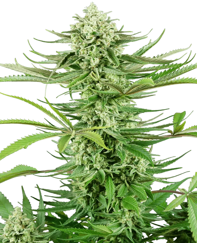 Image of a cannabis plant