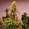 JINXPROOF GENETICS - WATERMELON HUSTLE STRAIN - REG PHOTO - 12 PACK - Image 3