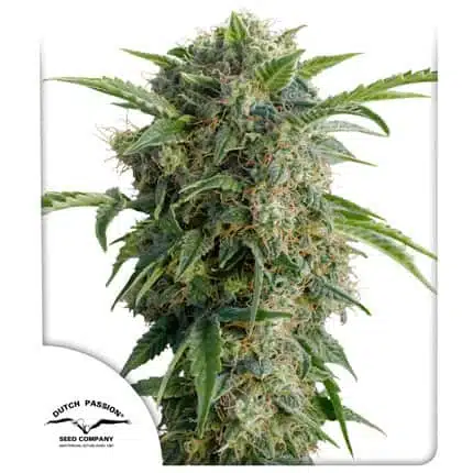 Daiquiri Lime Auto | Dutch Passion | FEM Autoflower Seeds