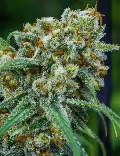 BROTHERS GRIMM SEEDS - APOLLO 11 STRAIN - REG PHOTO - 12 PACK