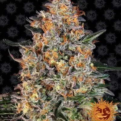 Bubba Kush | Barney's Farm | FEM Photoperiod Seeds