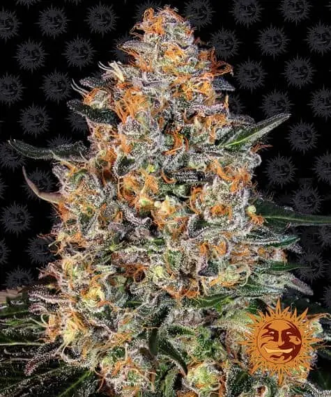 Bubba Kush | Barney's Farm | FEM Photoperiod Seeds