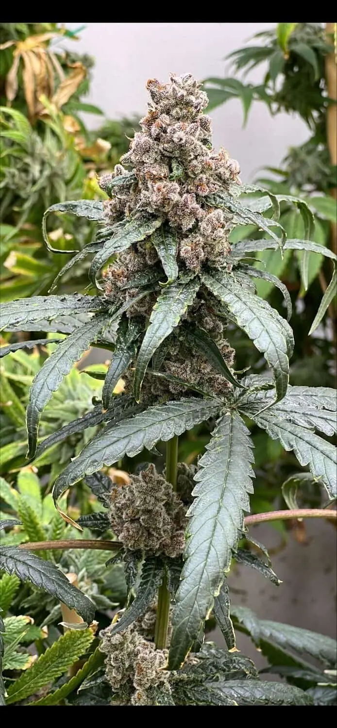 MOSCA SEEDS – FROSTED RASPBERRIES S1 STRAIN – FEM PHOTO – 6 PACK