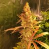 JINXPROOF GENETICS - PROBLEM CHILD F2 STRAIN - REG PHOTO - 12 PACK - Image 5