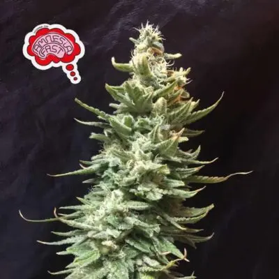 SEEDSMAN - AMNESIA FAST STRAIN - FEM PHOTO