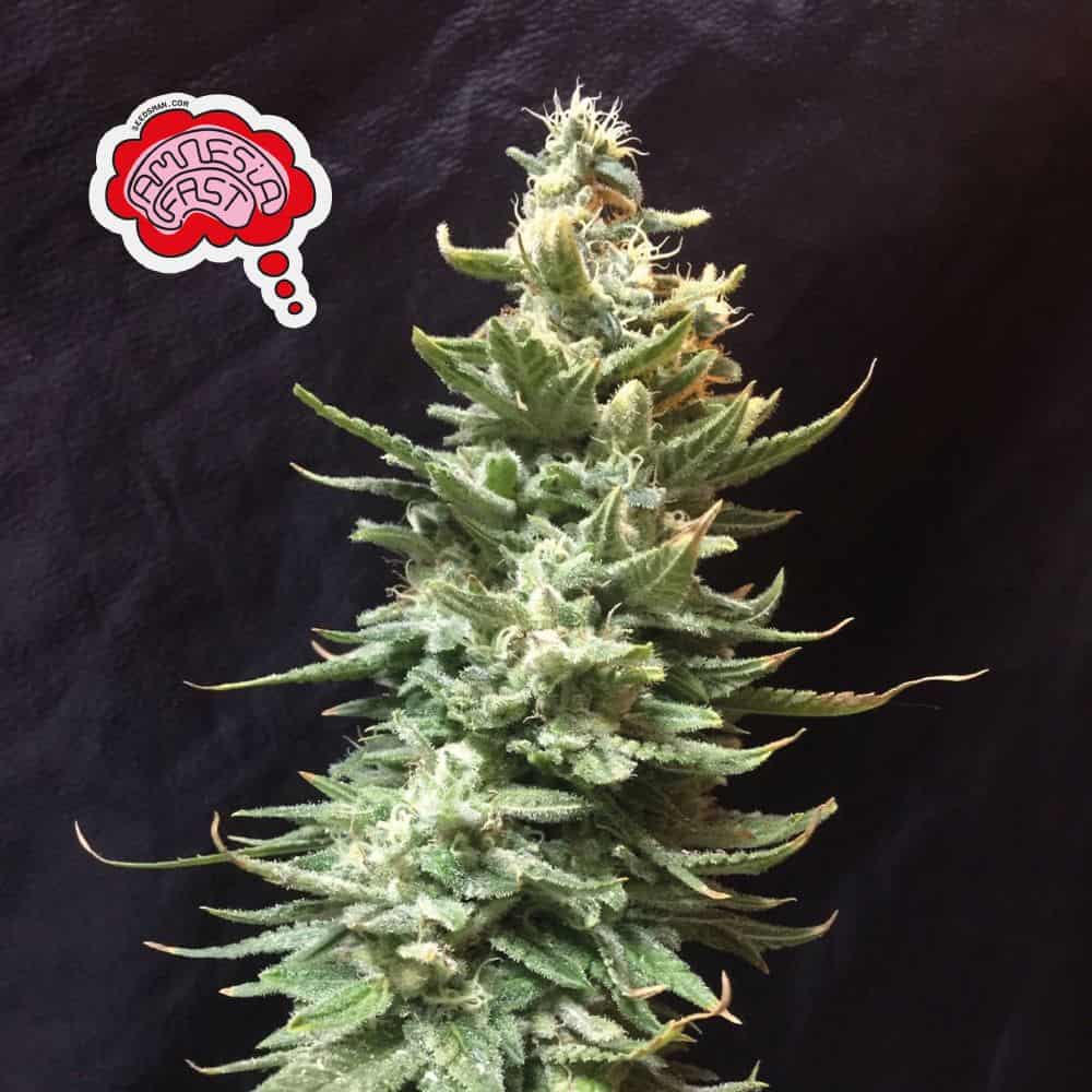 SEEDSMAN AMNESIA FAST STRAIN FEM PHOTO Multiverse Beans Seed Bank