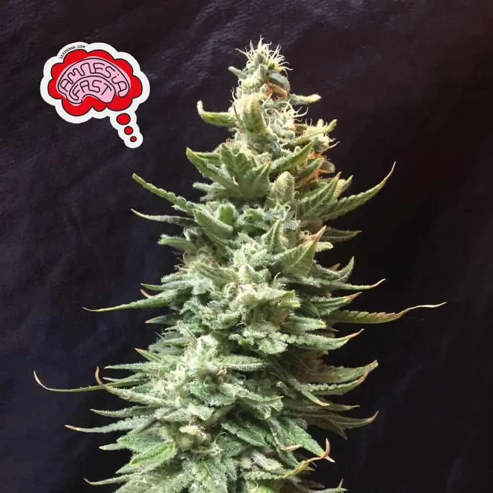 SEEDSMAN - AMNESIA FAST STRAIN - FEM PHOTO