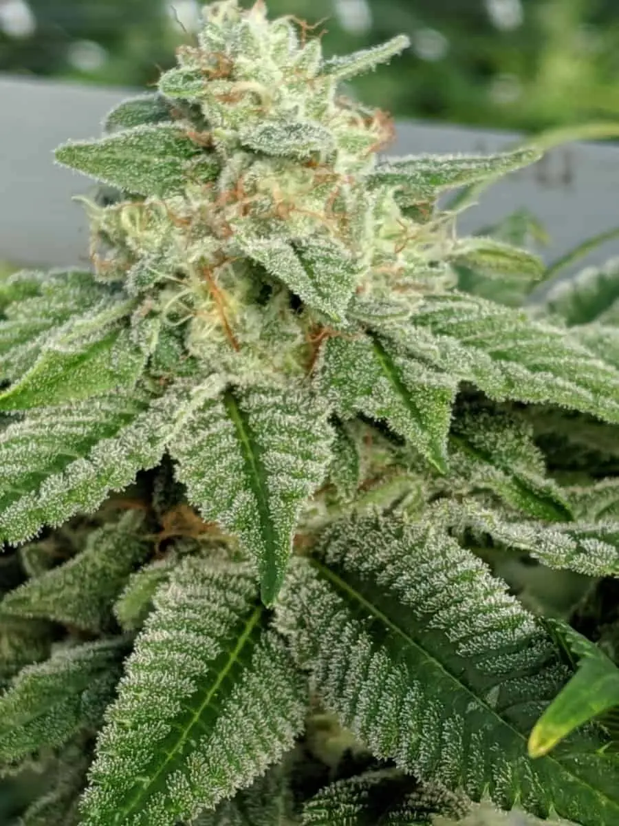 TWENTY20 MENDOCINO – SNOW-G STRAIN – FEM PHOTO