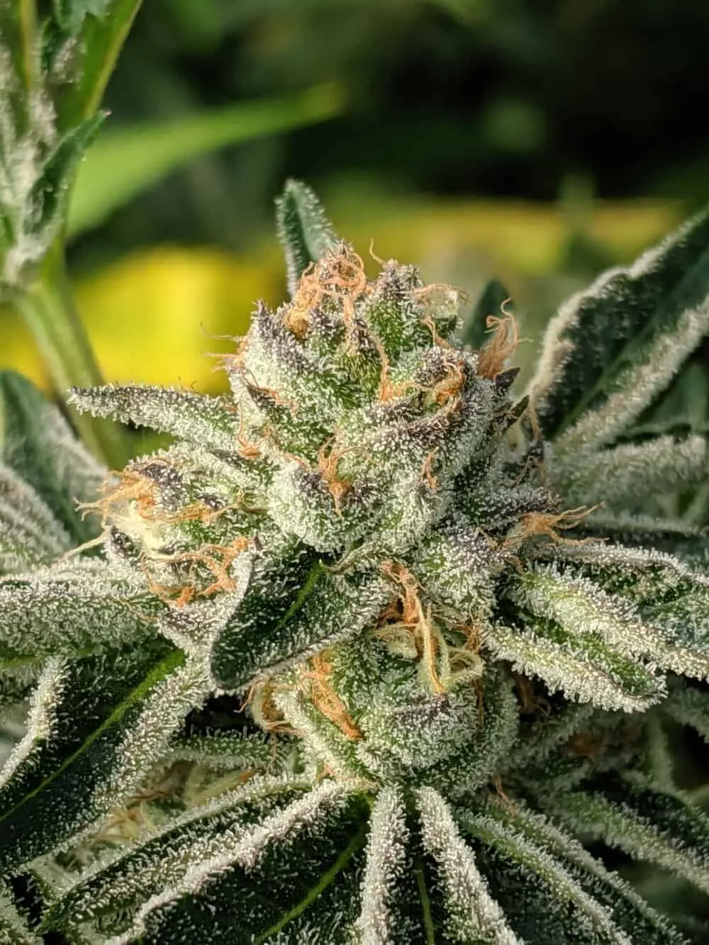 TWENTY20 MENDOCINO – PRE 98 BUBBA S1 STRAIN – FEM PHOTO