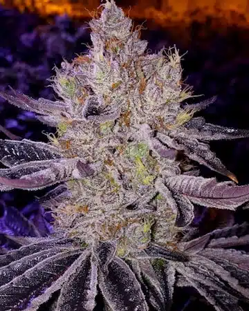 Ethos Apex F-1 | Ethos Genetics | REG Photoperiod Seeds