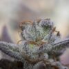 NIGHT OWL - QUICKSAND COOKIES STRAIN - AUTO FEM - 3 PACK - Image 4