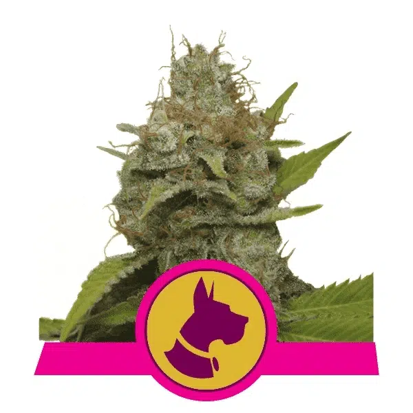 ROYAL QUEEN SEEDS - KALI DOG STRAIN - FEM PHOTO