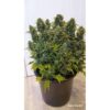 DUTCH PASSION - DUCK - AUTO FEM - Image 2