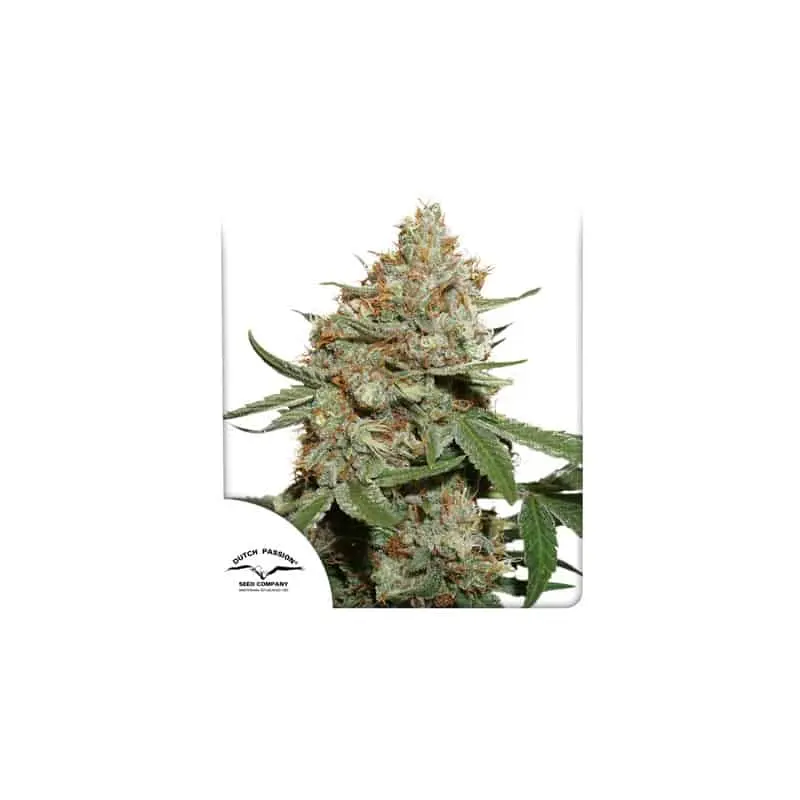 Skunk #11 | Dutch Passion | FEM Photoperiod Seeds