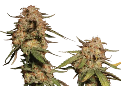 SEED STOCKERS - BLUE MOBY STRAIN - FEM PHOTO