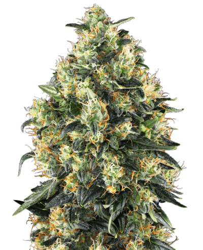 Image of a cannabis plant