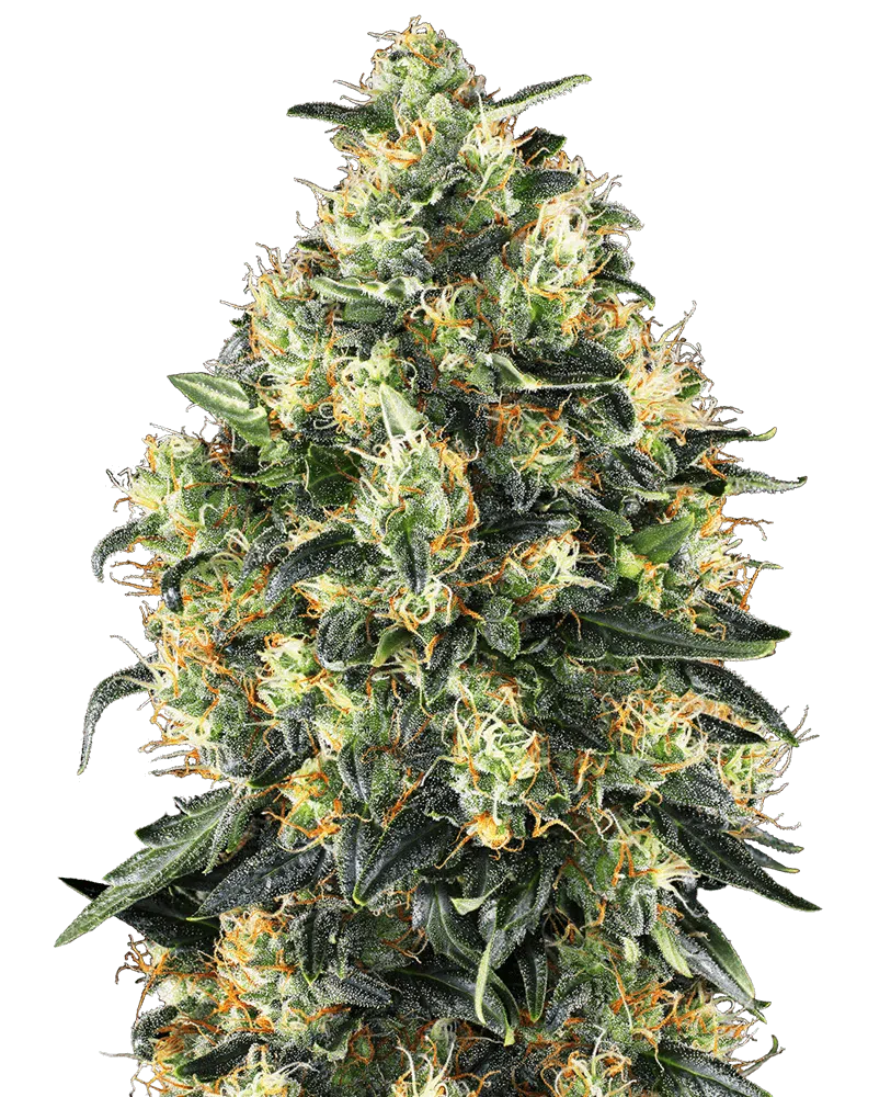 Image of a cannabis plant