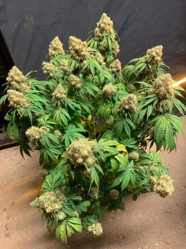 TASTEBUDZ – ORANGE COOKIES STRAIN – AUTO FEM
