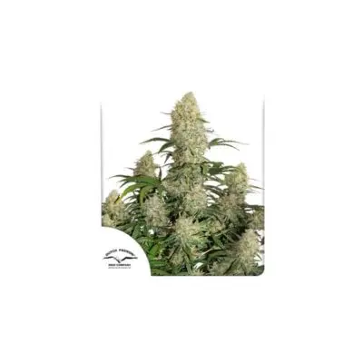 Critical Orange Punch Auto | Dutch Passion | FEM Autoflower Seeds