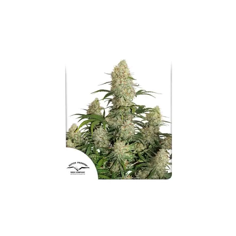 Critical Orange Punch Auto | Dutch Passion | FEM Autoflower Seeds