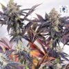 LOVIN' IN HER EYES - MARS HOTEL STRAIN - REG PHOTO - 15 PACK - Image 2
