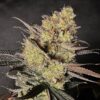 JINXPROOF GENETICS - MAIN SQUEEZE STRAIN - REG PHOTO - 12 PACK - Image 5