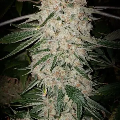 Pluto Cut Auto | Ethos Genetics | FEM Autoflower Seeds