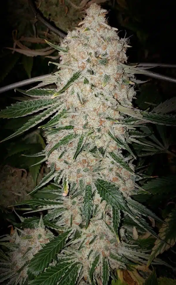 Pluto Cut Auto | Ethos Genetics | FEM Autoflower Seeds