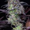 FAST BUDS - ORIGINAL BLUEBERRY STRAIN - AUTO FEM - Image 3