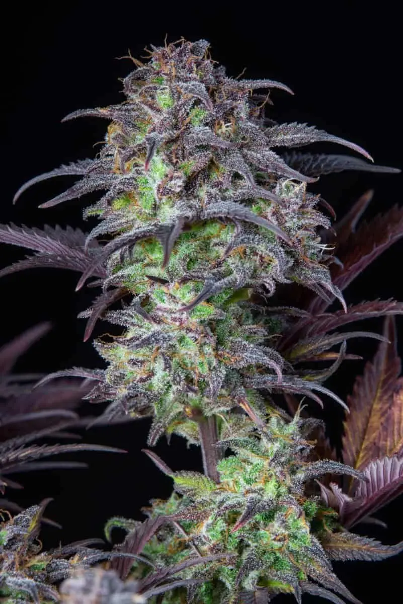 Original Blueberry Auto