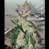 SOFEM GENETICS - SCREAMBERRIES STRAIN - FEM PHOTO - 3 PACK - Image 3